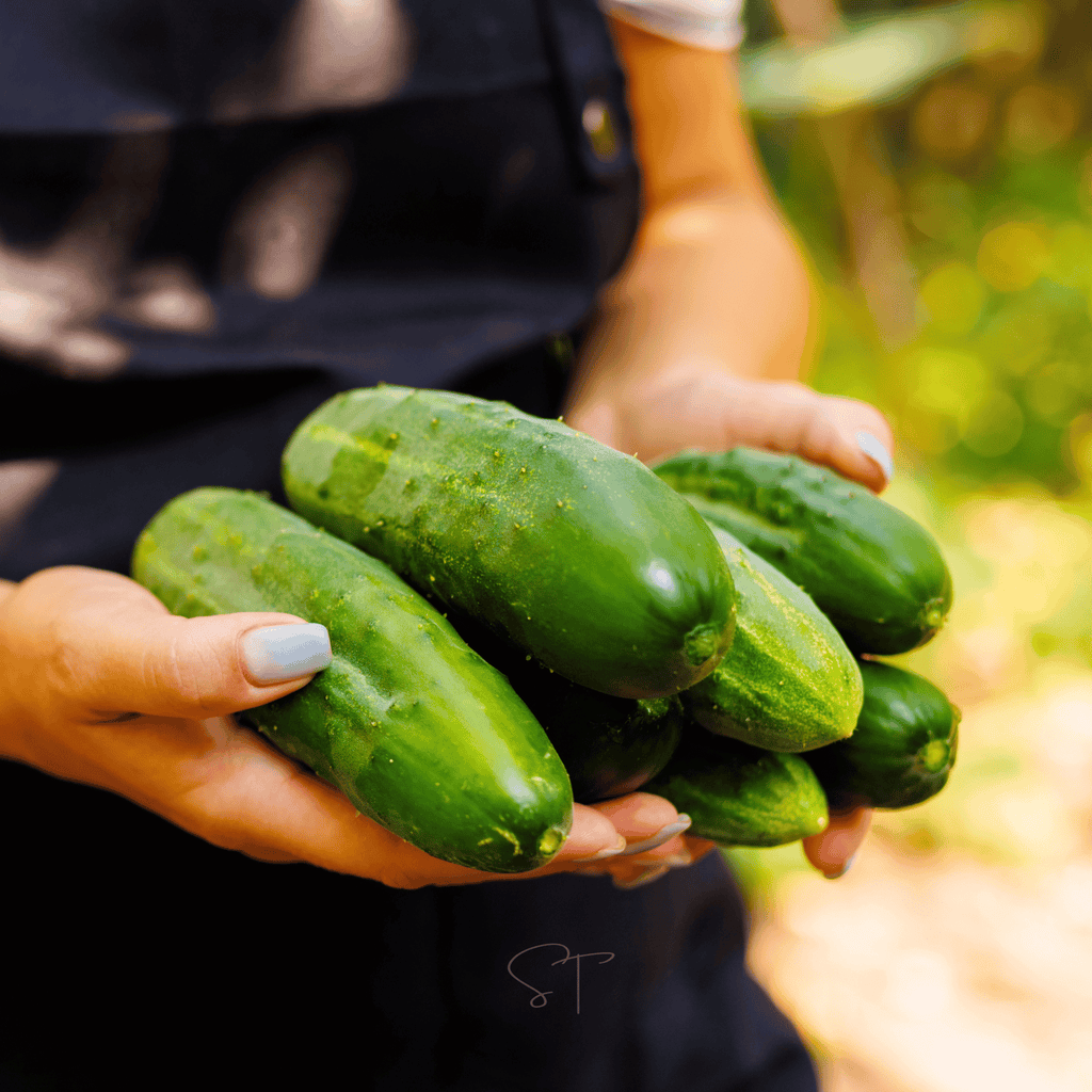 Cucumber seeds packet: hands holding several fresh green cucumbers