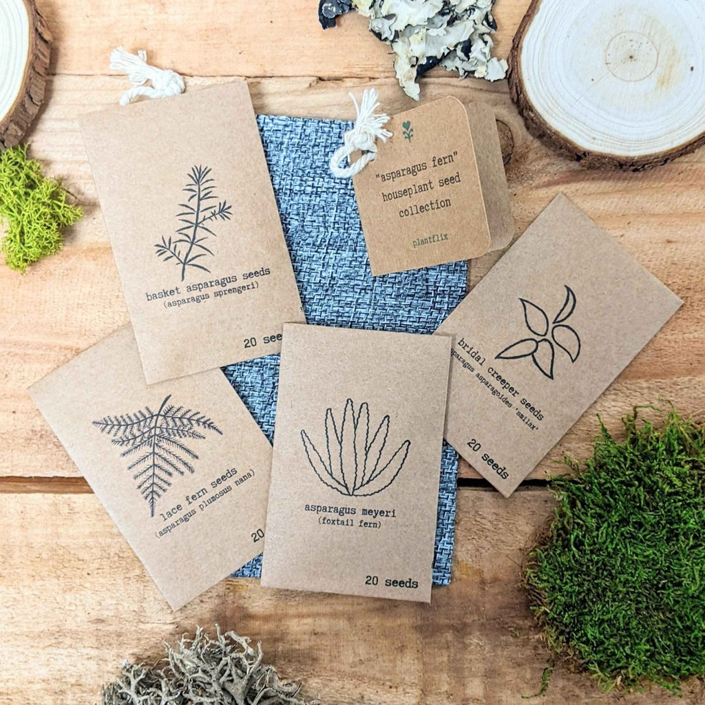 Assorted asparagus fern seed packets with fern line icons and '20 seeds' labels