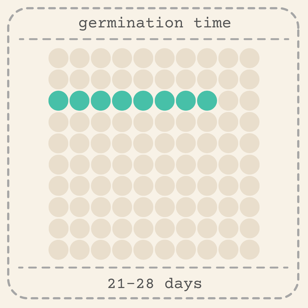 Germination time chart for Foxtail Fern asparagus seeds: 21–28 days