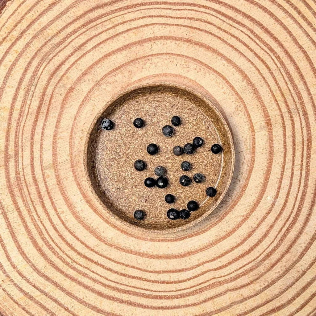 Foxtail Fern asparagus seeds with several black seeds in a circular dish
