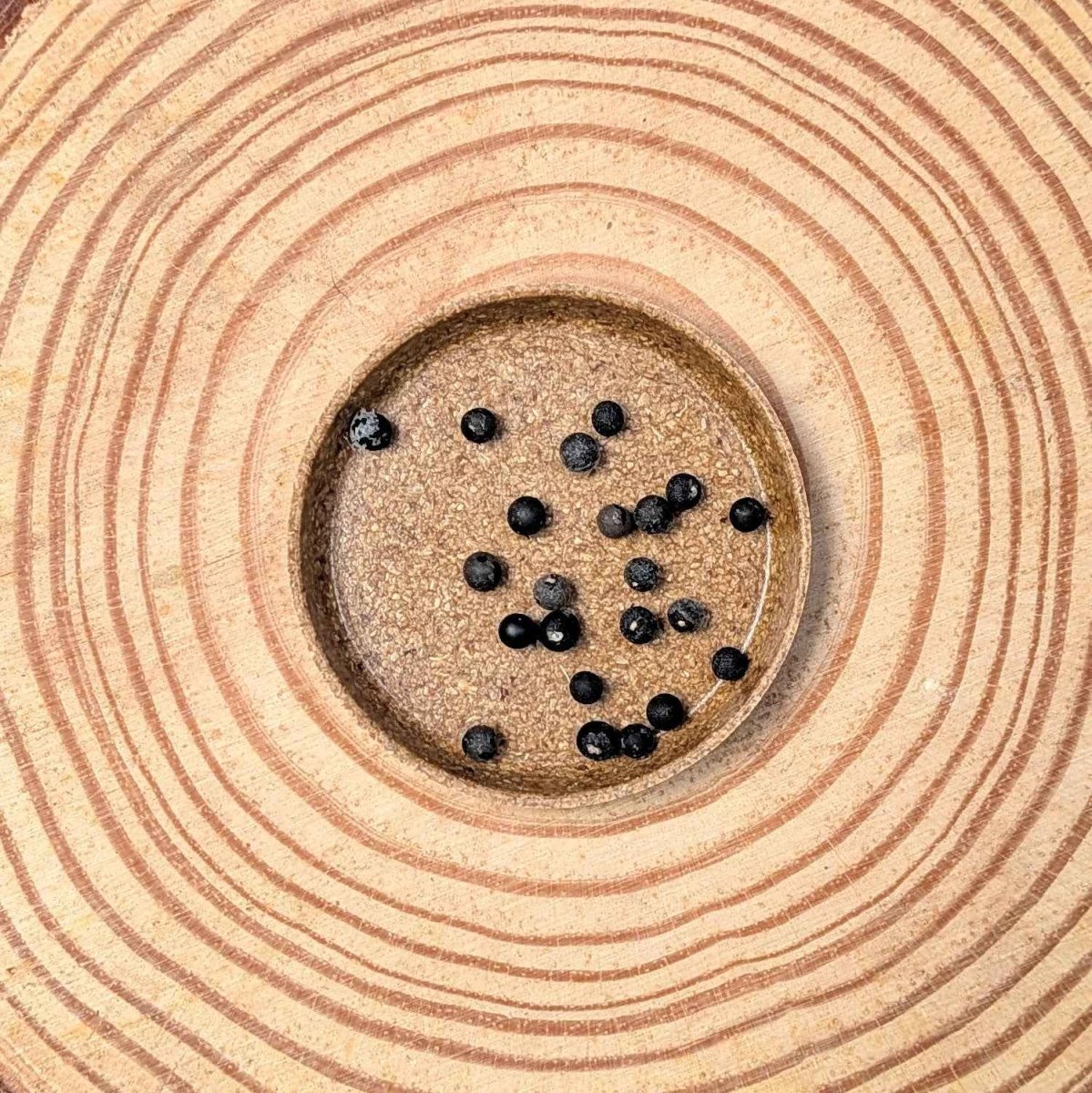 Foxtail Fern asparagus seeds with several black seeds in a circular dish