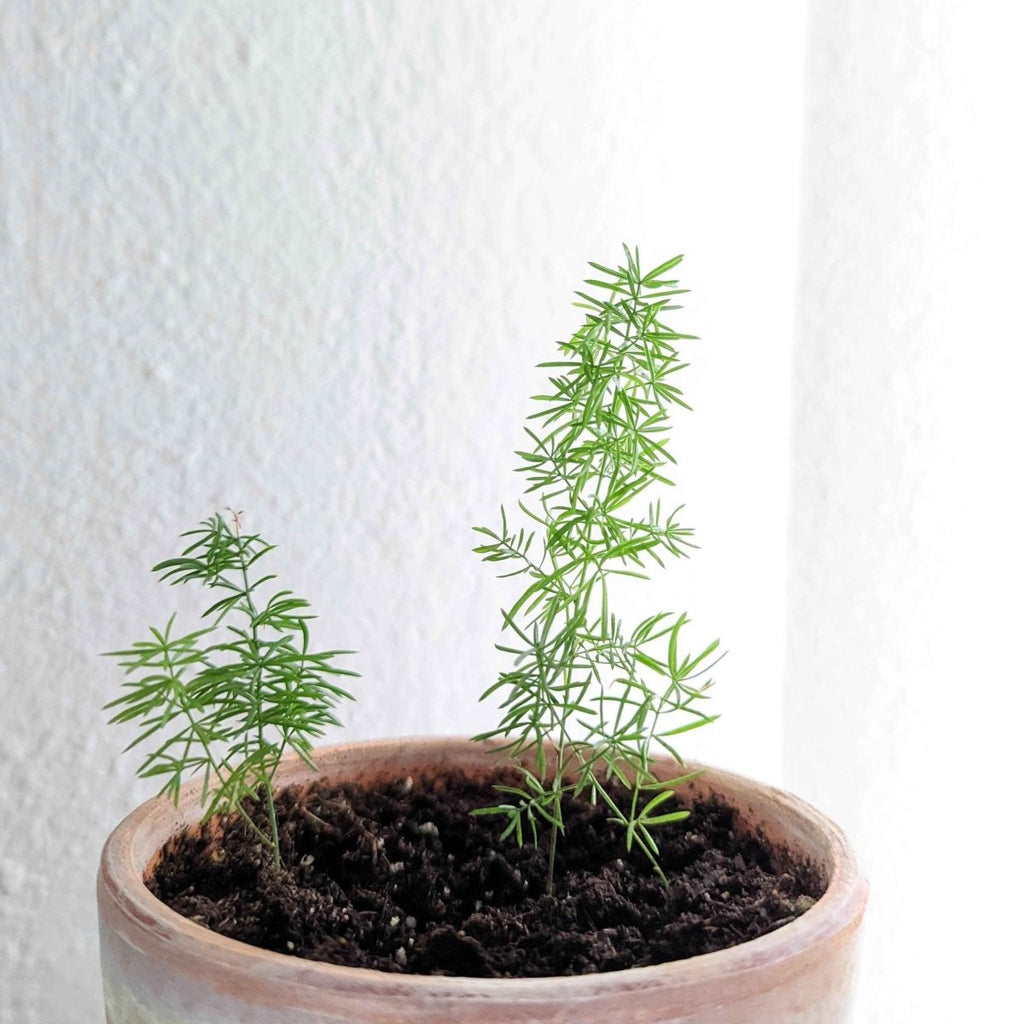 Potted asparagus Foxtail Fern plant with feathery green shoots in dark soil