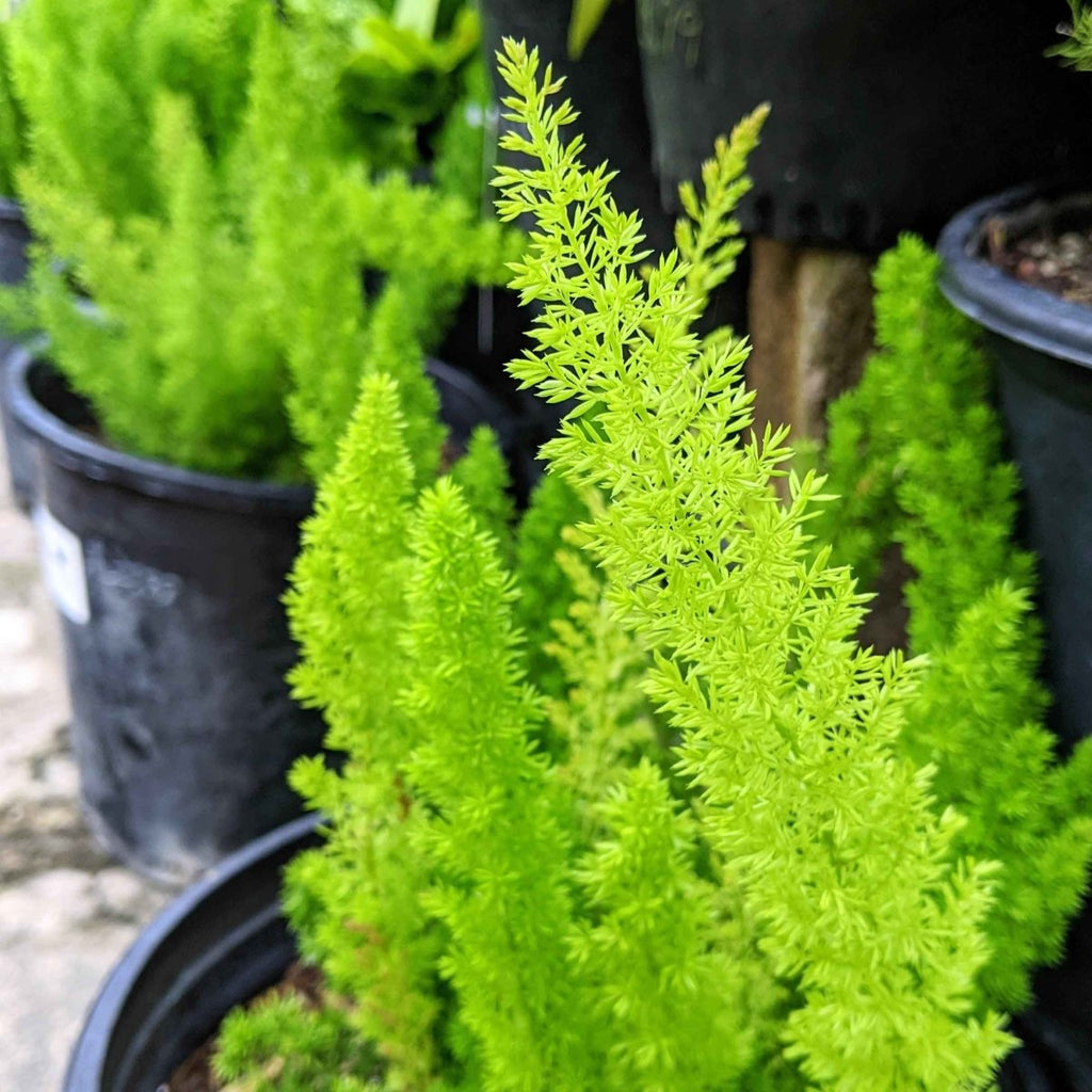 Cluster of potted Foxtail Fern asparagus plants with feathery green growth