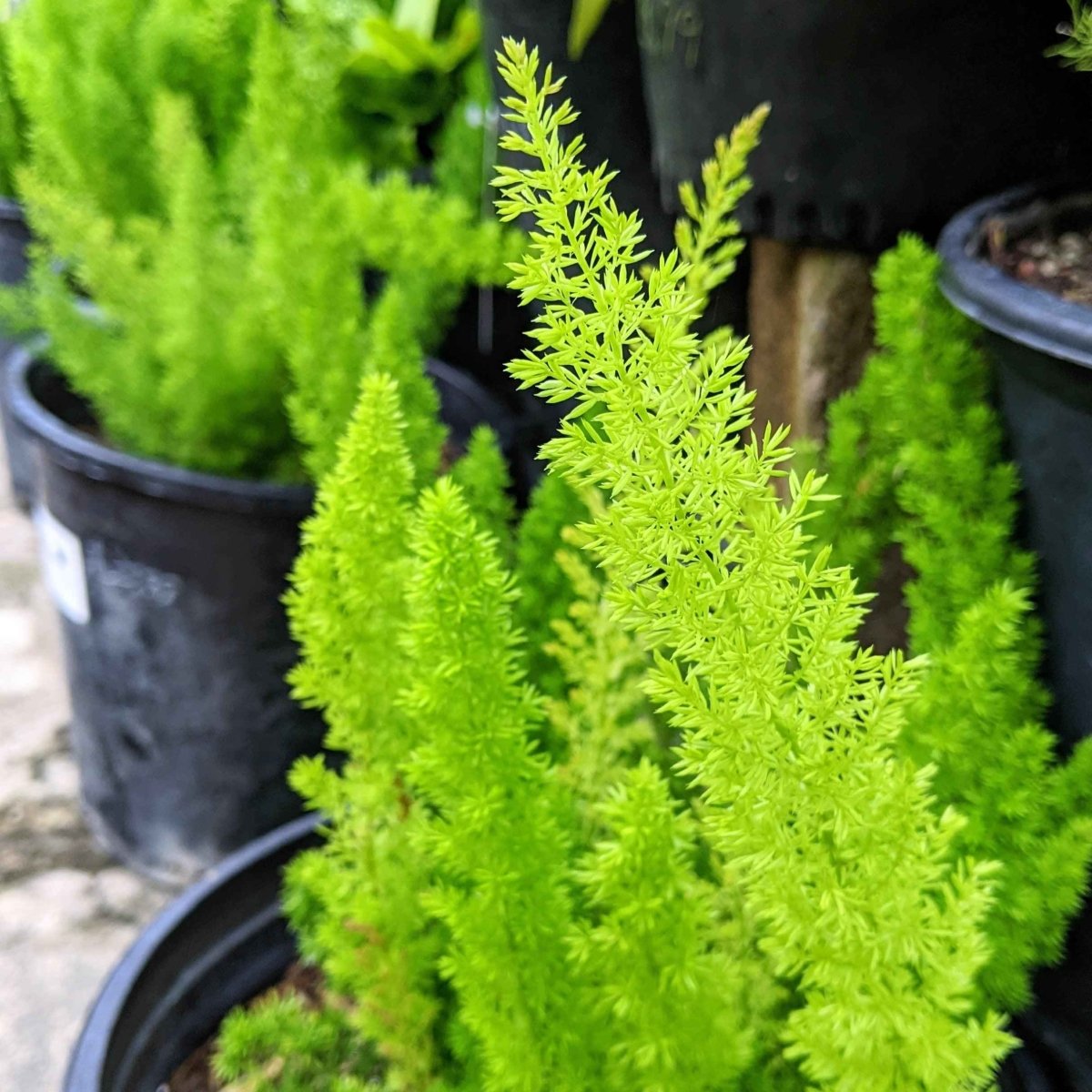 Cluster of potted Foxtail Fern asparagus plants with feathery green growth