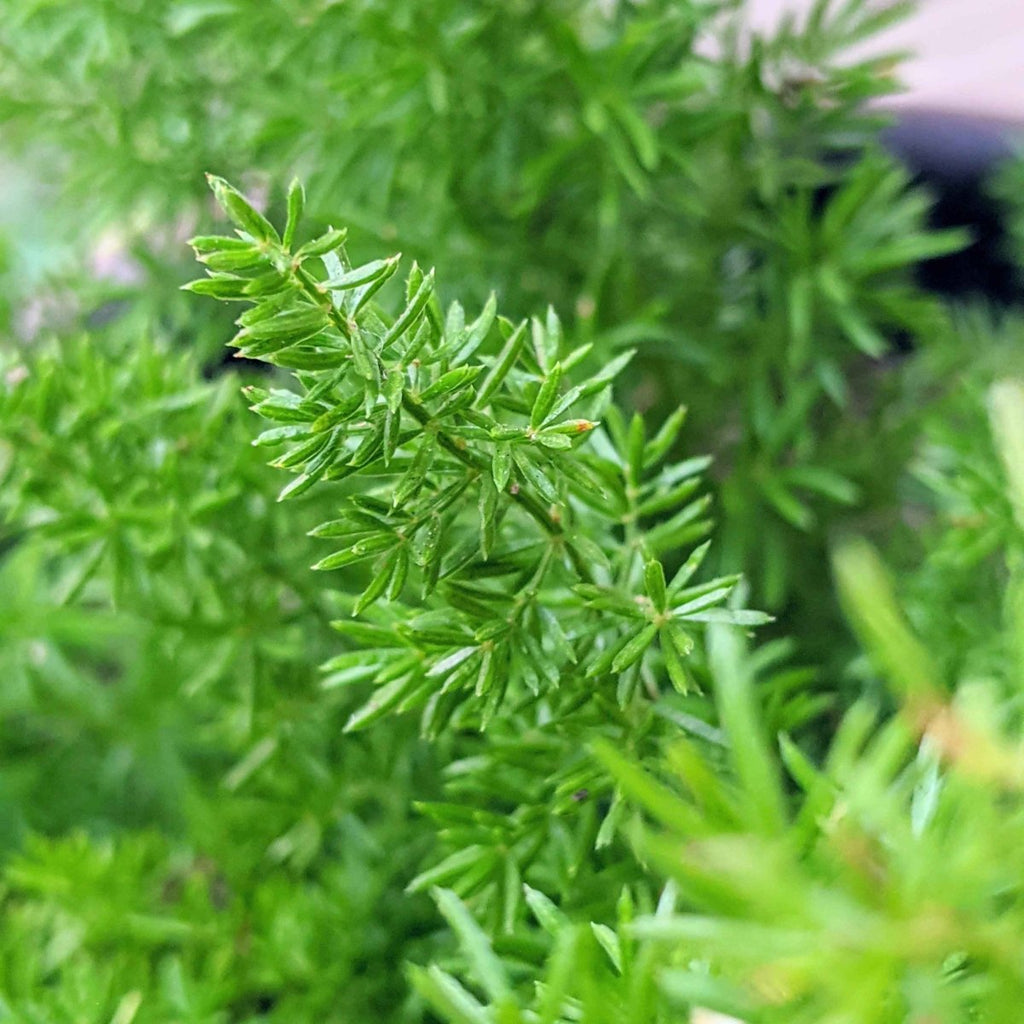 Close-up of bright green foxtail-like asparagus foliage