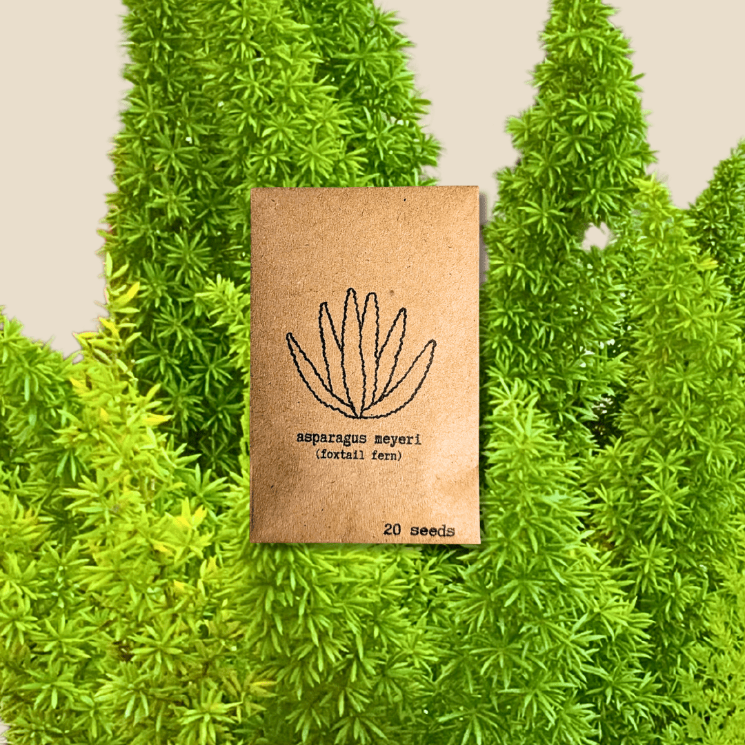Asparagus Meyeri Foxtail Fern seed packet, 20 seeds