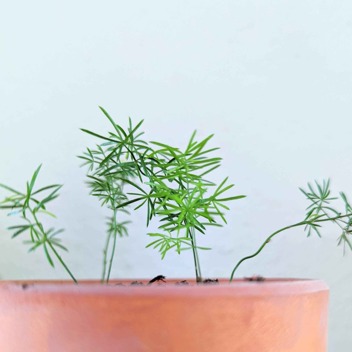 Young asparagus Foxtail Fern seedlings with thin green stems in a planter