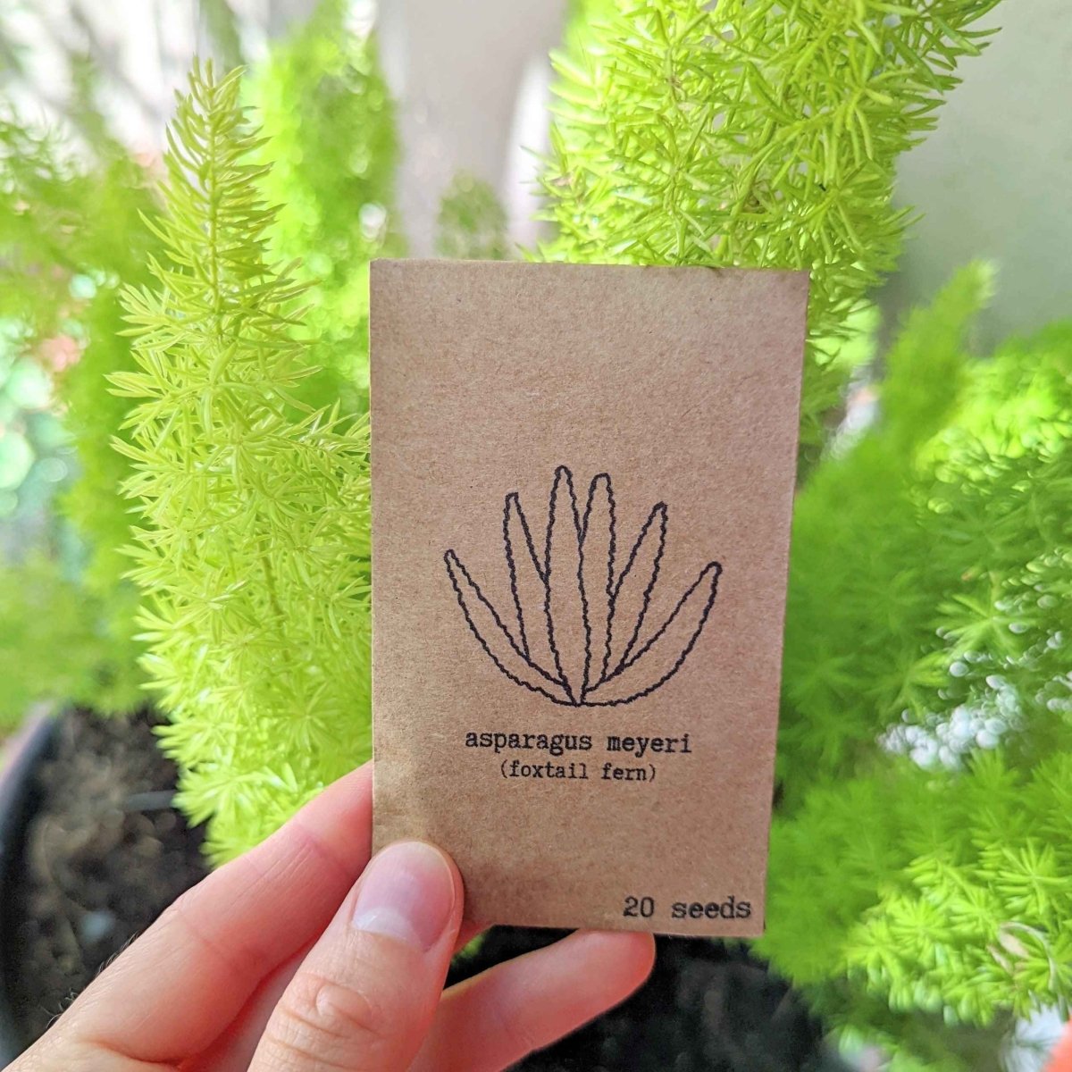 Hand holding asparagus Foxtail Fern seed packet showing 20 seeds