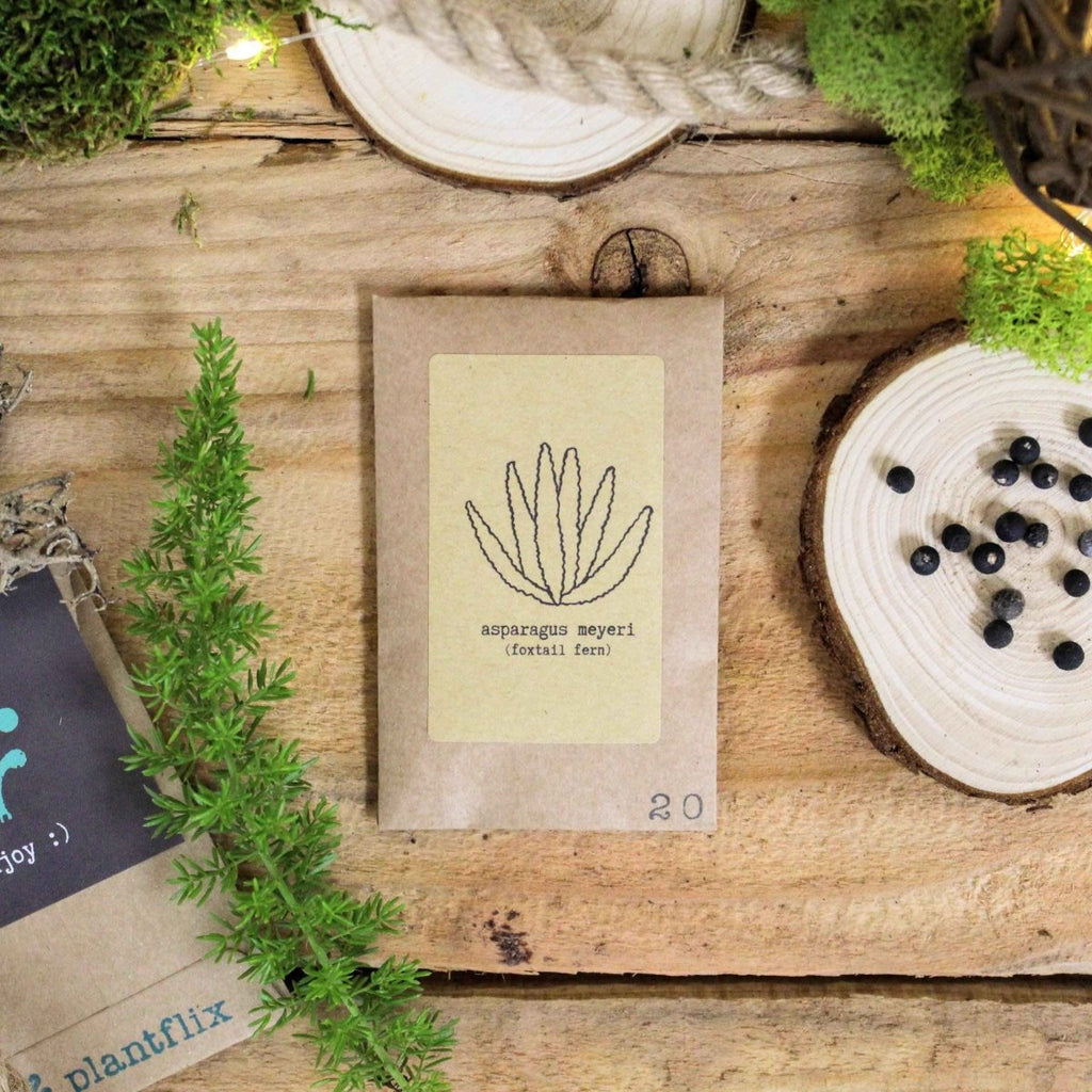 Asparagus seed packet with Foxtail Fern illustration, 20 seeds