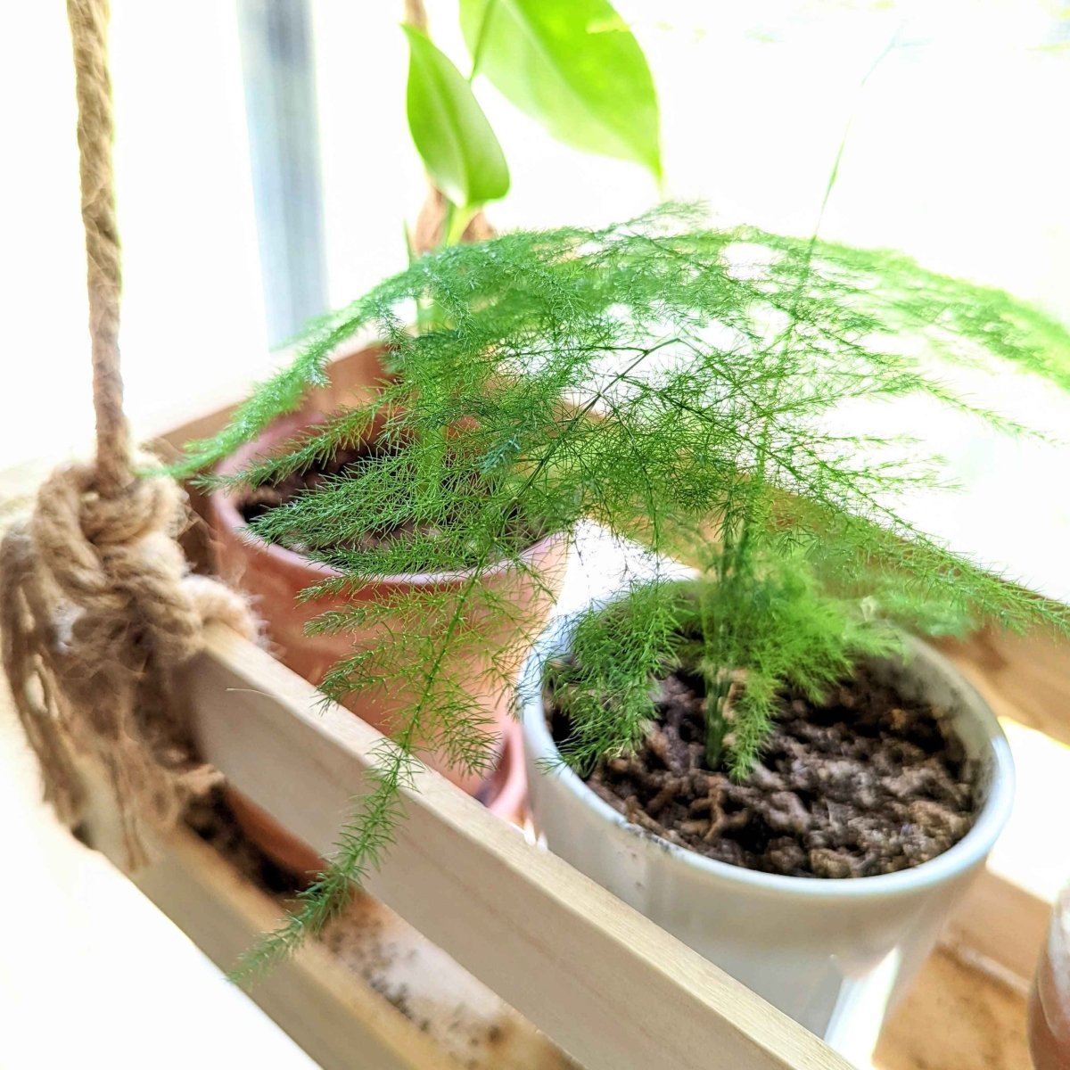 Potted lace fern with bright green feathery fronds in a wooden planter
