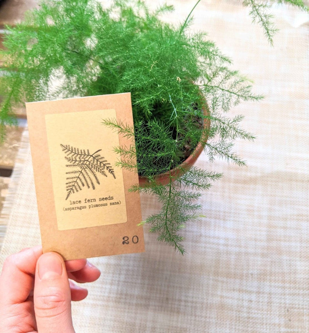 Lace fern seed packet held near a potted lace fern with feathery fronds