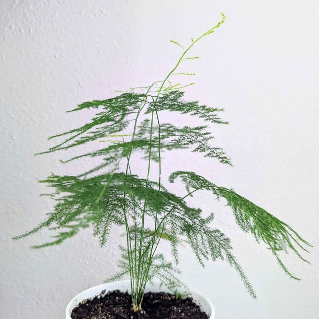 Growing lace fern plant in a small pot with feathery green fronds