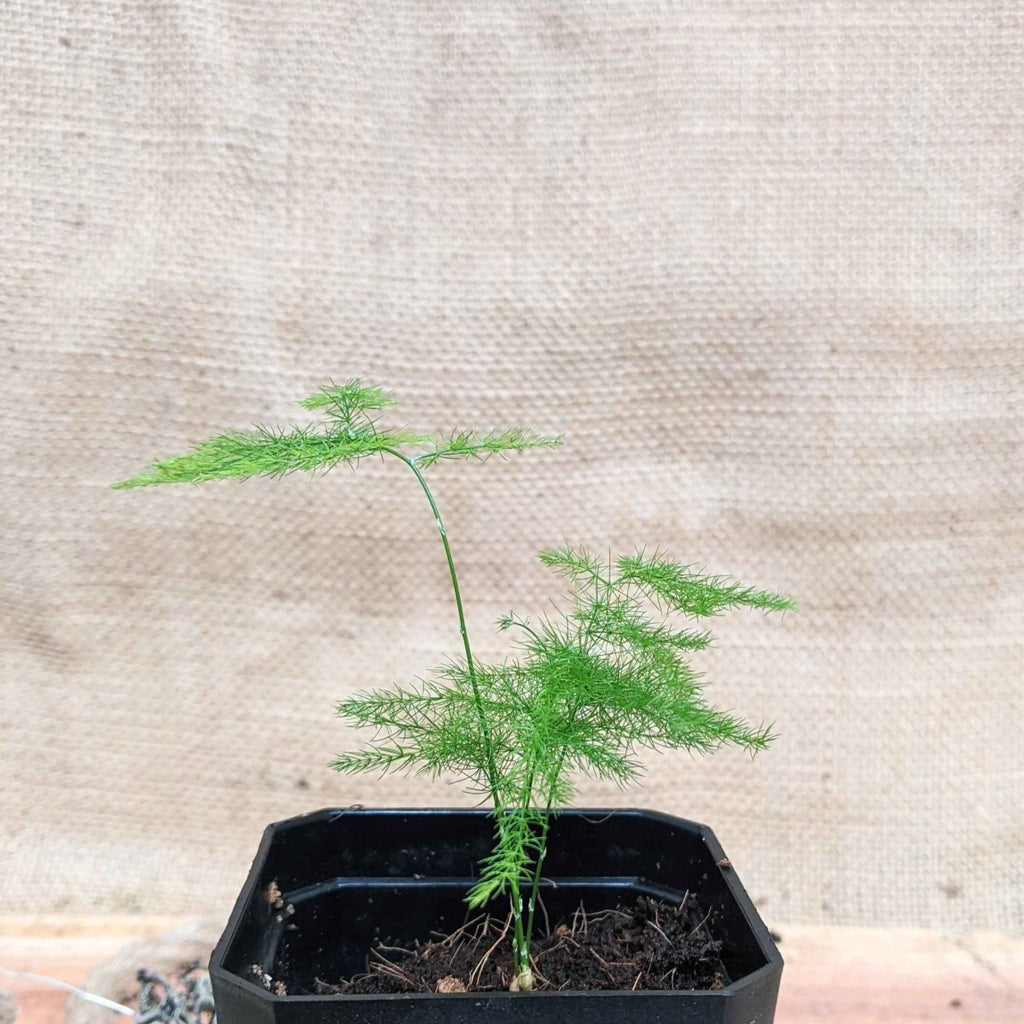 Lace fern seedling in a black nursery pot with thin feathery green stems