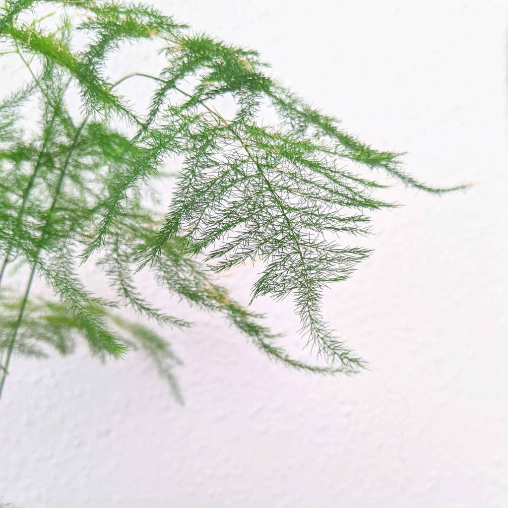 Lace fern asparagus fronds, airy green feathery stems stretching outward
