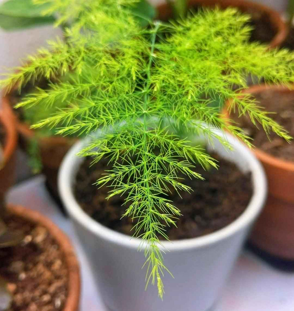 Close-up of potted lace fern with fine lime-green needle-like fronds
