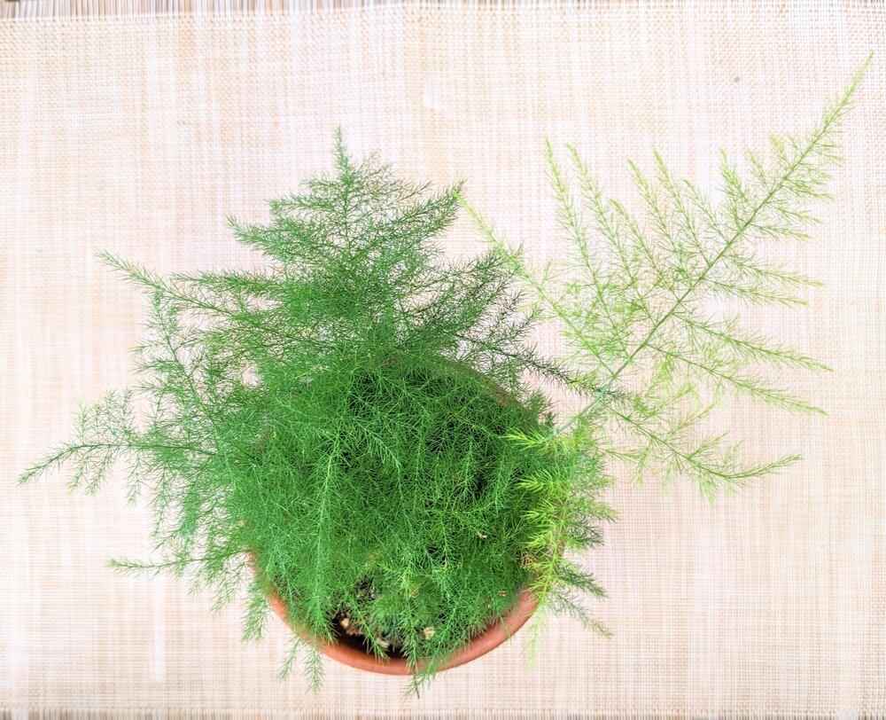 Green lace fern asparagus plant in a round pot, feathery plumosus fronds