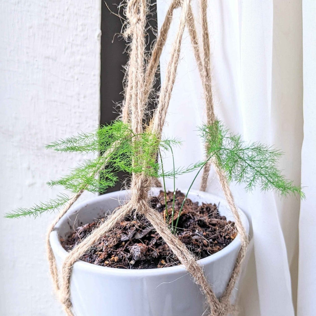 Lace fern in a white pot with dangling stems and rope-wrapped support