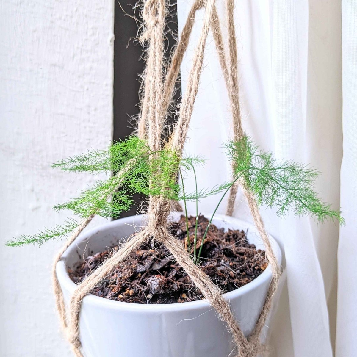 Lace fern in a white pot with dangling stems and rope-wrapped support