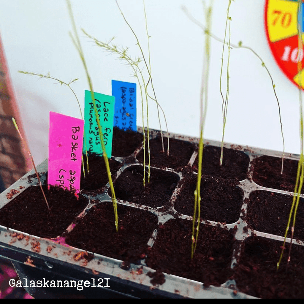 Small asparagus lace fern seedlings sprouting in a seed tray with dark soil