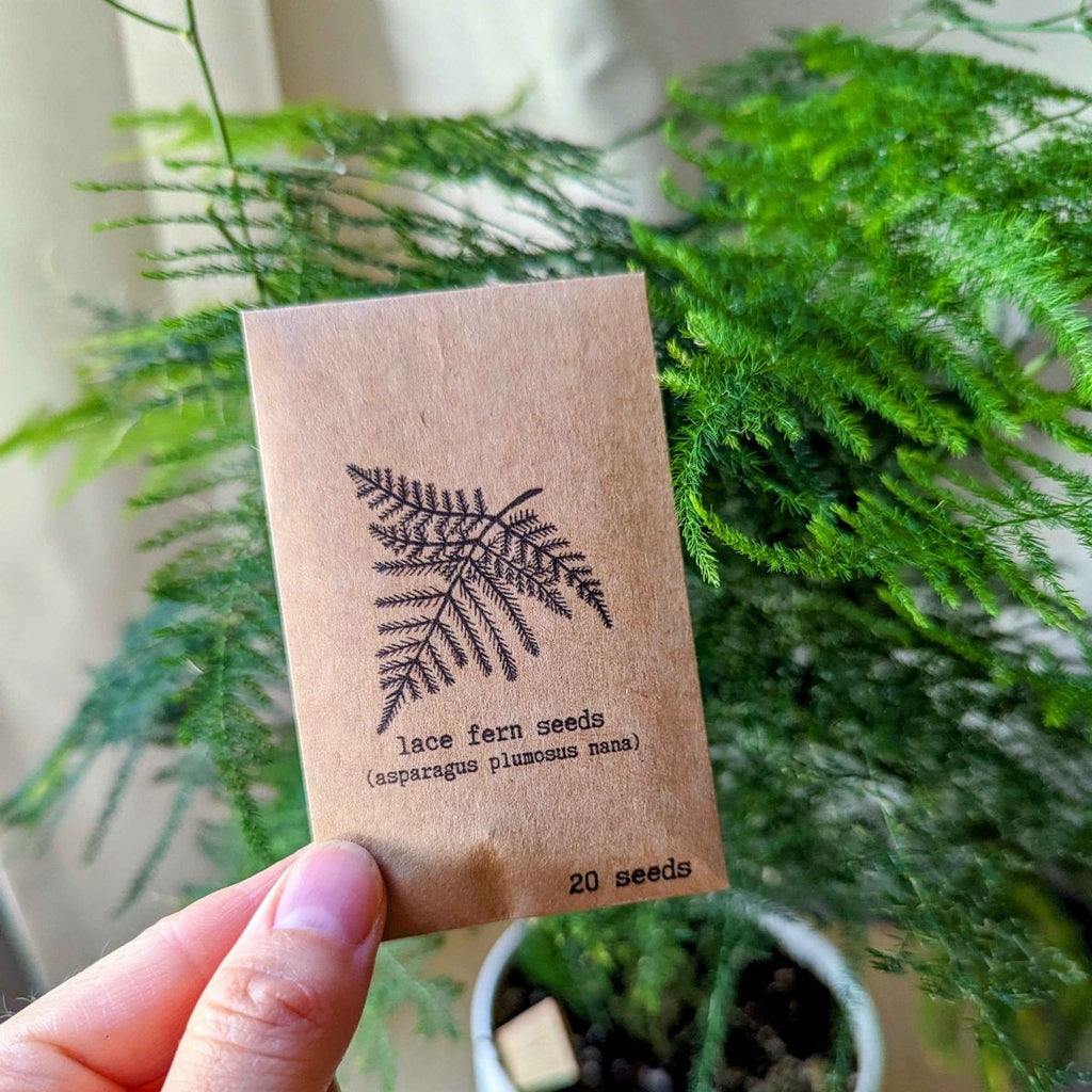 Lace fern seed packet with dark fern print and 20 seeds text