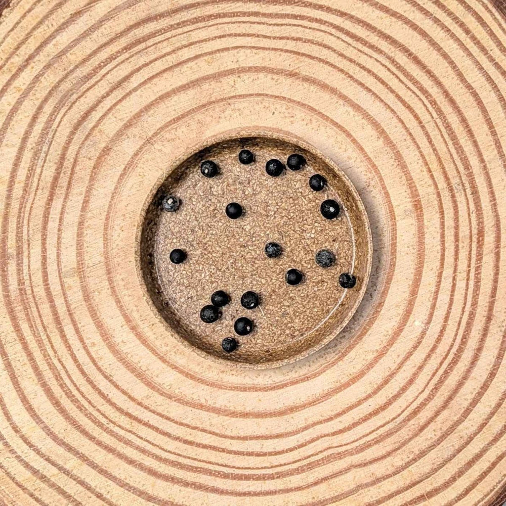Dark asparagus fern seeds scattered in a round dish with concentric pattern