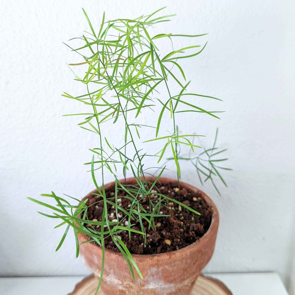 Asparagus fern seedlings growing in a terracotta pot