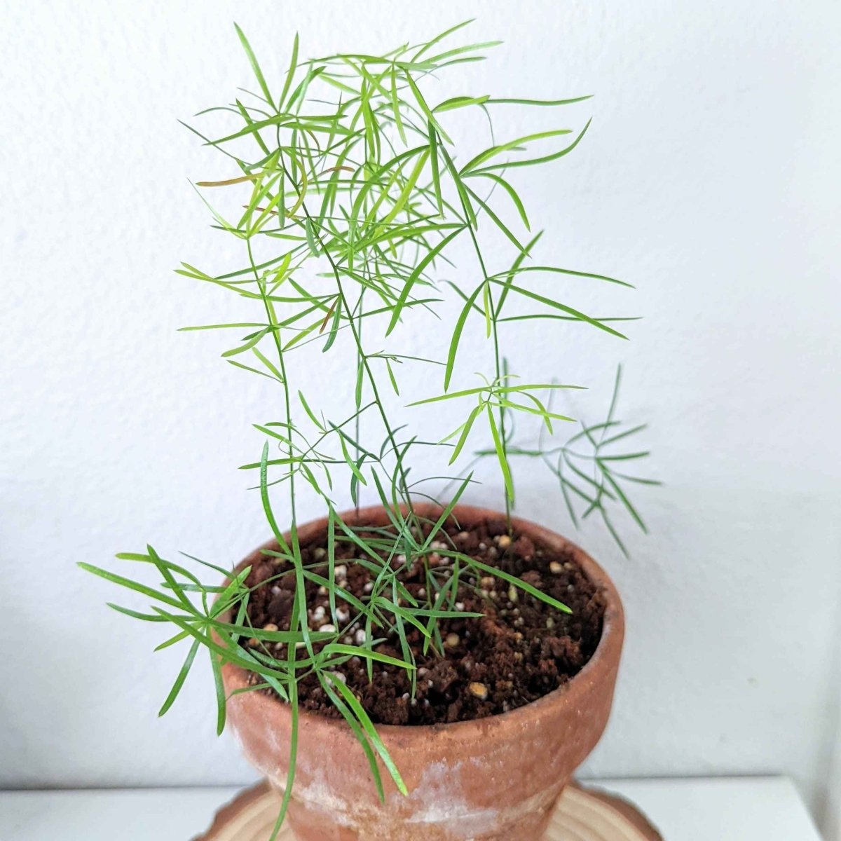 Asparagus fern seedlings growing in a terracotta pot