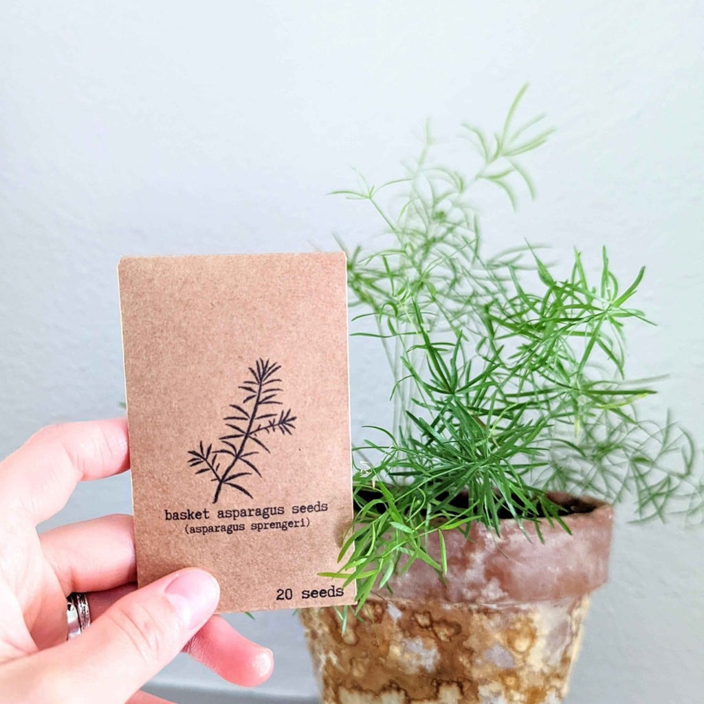Hand holding asparagus fern seed packet beside a potted green plant