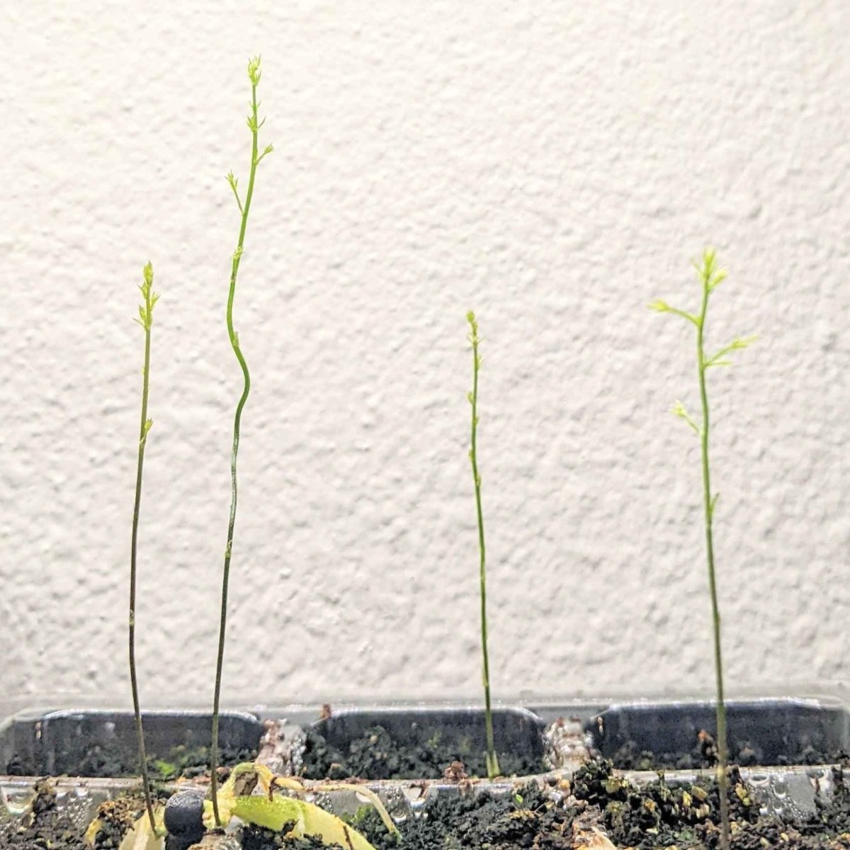 Young asparagus fern shoots emerging in a seed tray