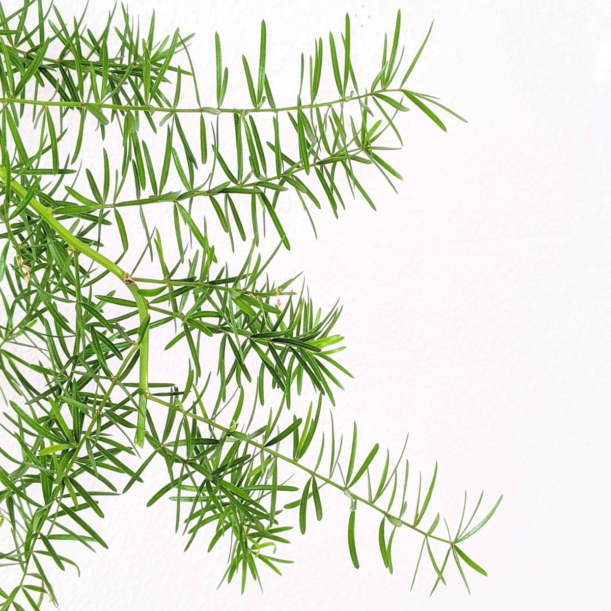 Close-up of feathery green asparagus fern foliage