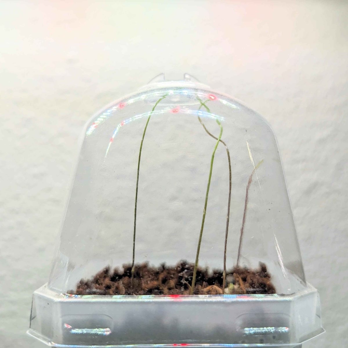 Glass dome cover over soil with tall green shoots