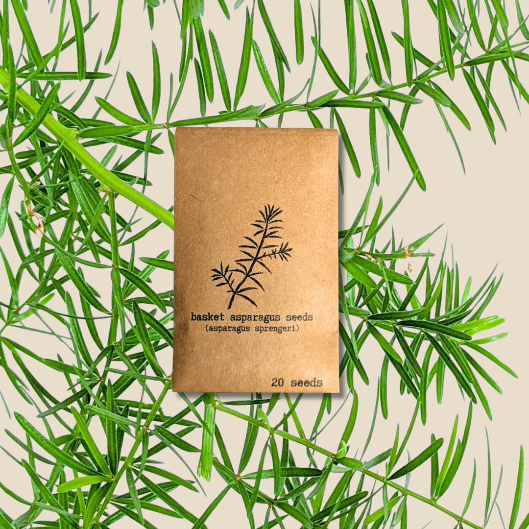 Asparagus fern seed packet with fern illustration and “20 seeds” label