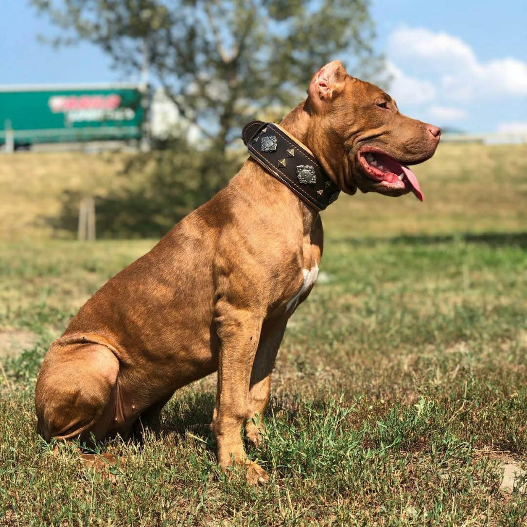 Dog wearing brown collar with silver Aztec-style emblem and bronze pyramid studs