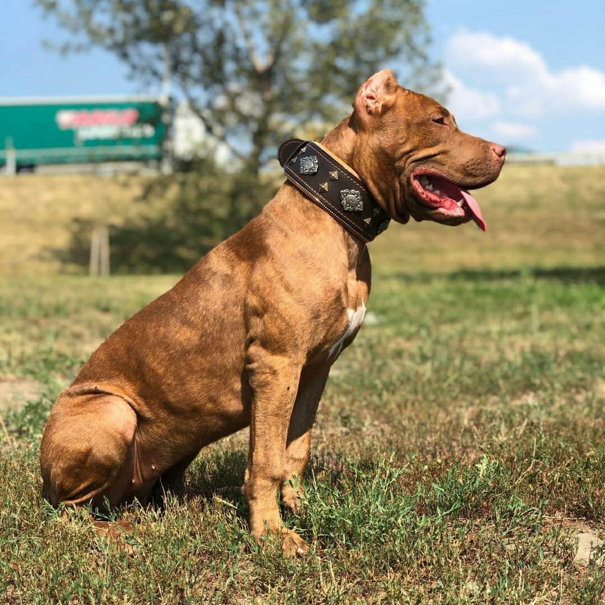 Dog wearing brown collar with silver Aztec-style emblem and bronze pyramid studs