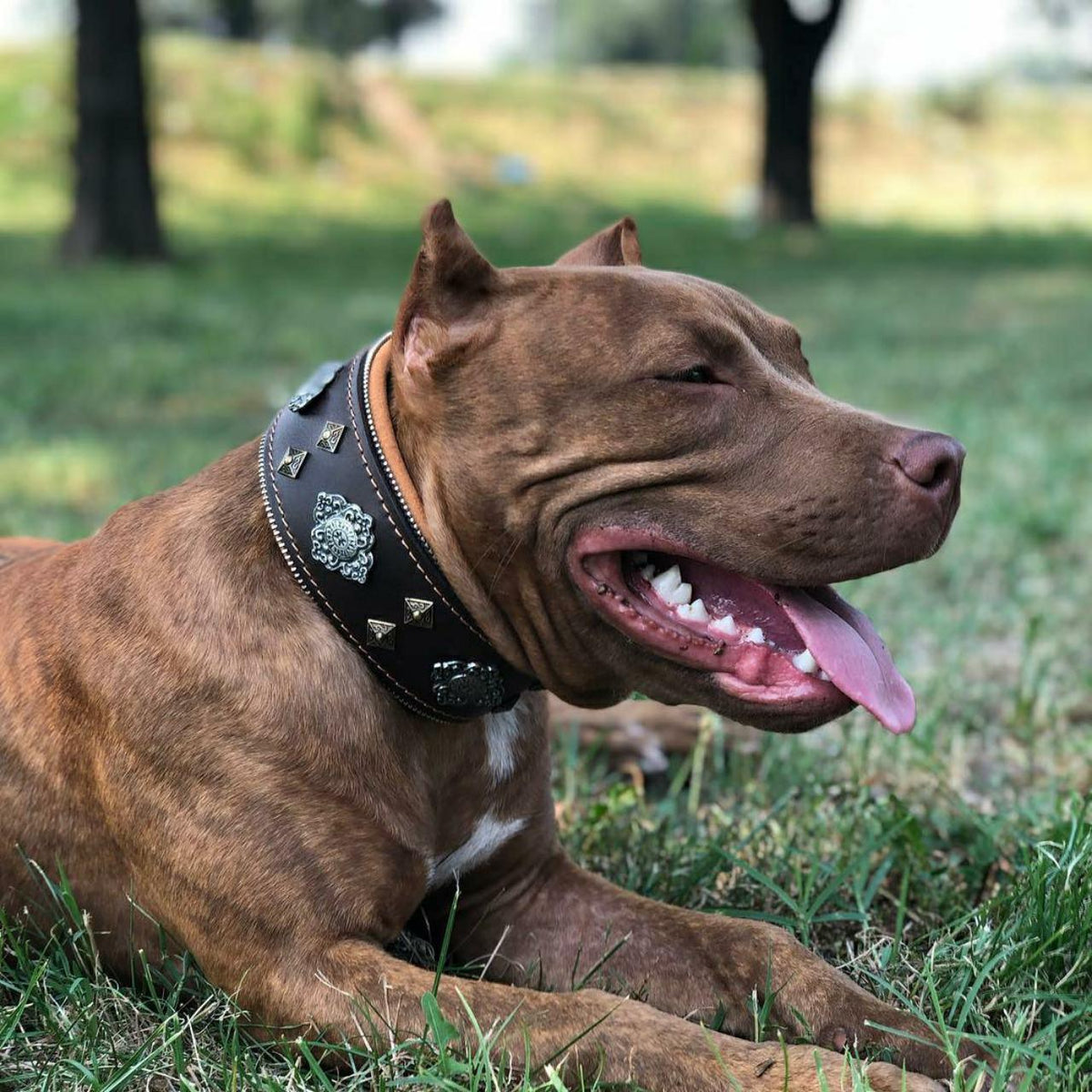 Brown dog collar close-up with Aztec-style silver emblem and studded corners