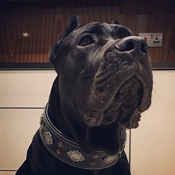 Black dog collar close-up with Aztec-style medallions and triangular studs