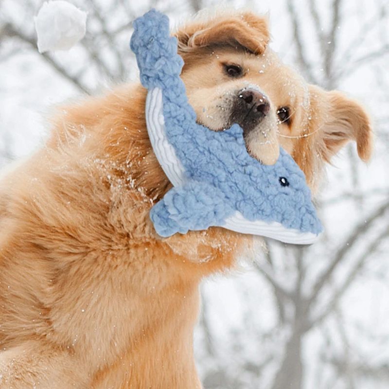 Blue plush shark dog toy in dog’s mouth, striped belly and corduroy texture