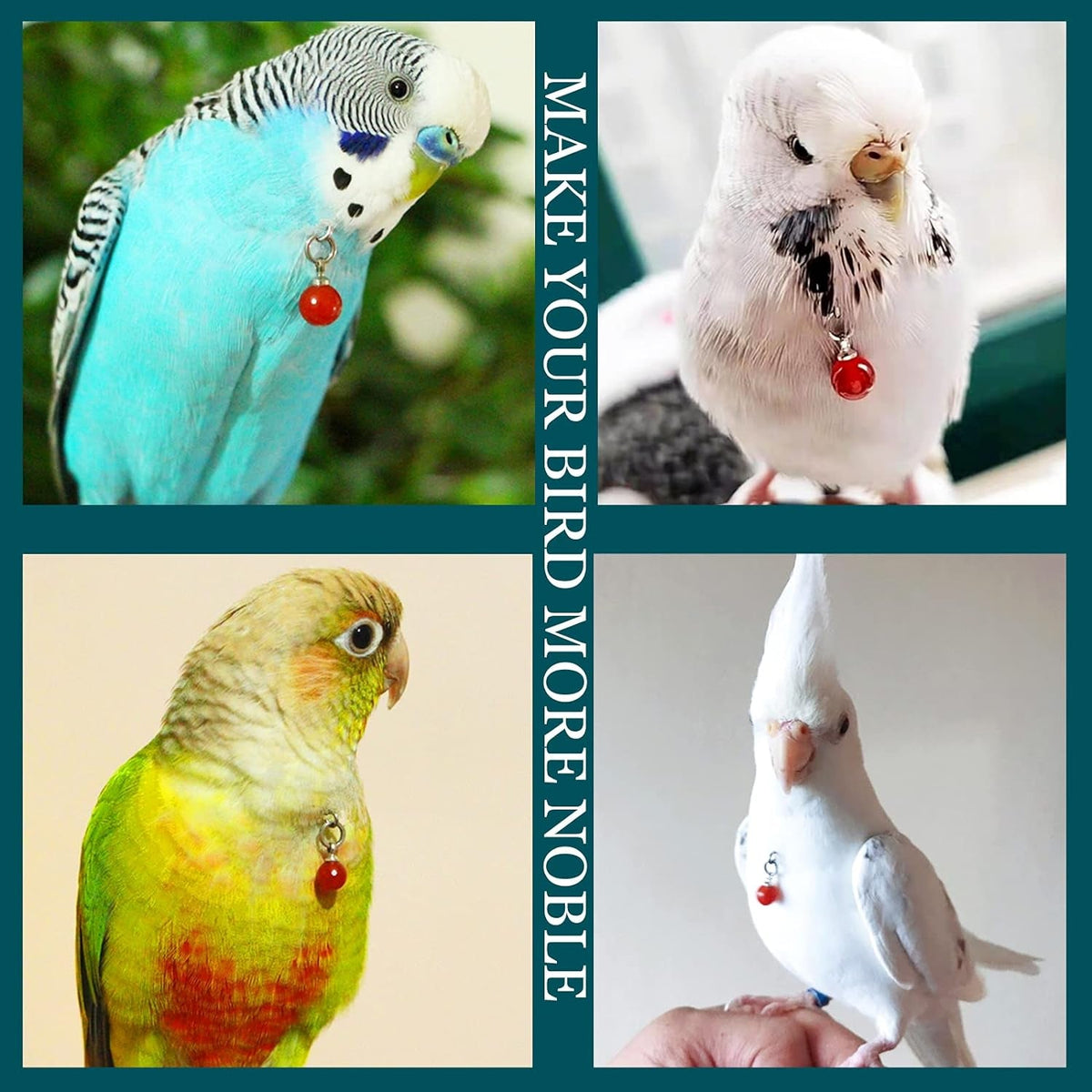 Bird collar with red pendant shown on four budgerigars and parrots