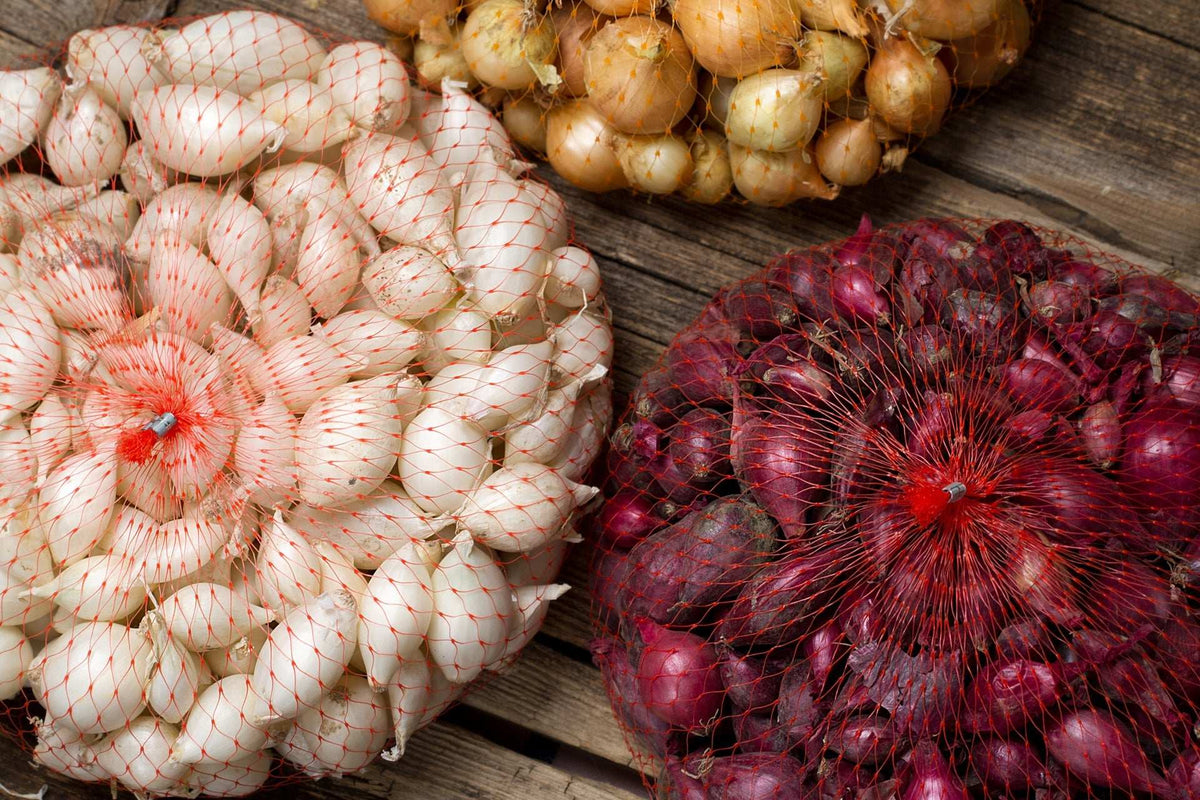 Mixed onion sets in mesh bags: white, yellow, and red bulbs.