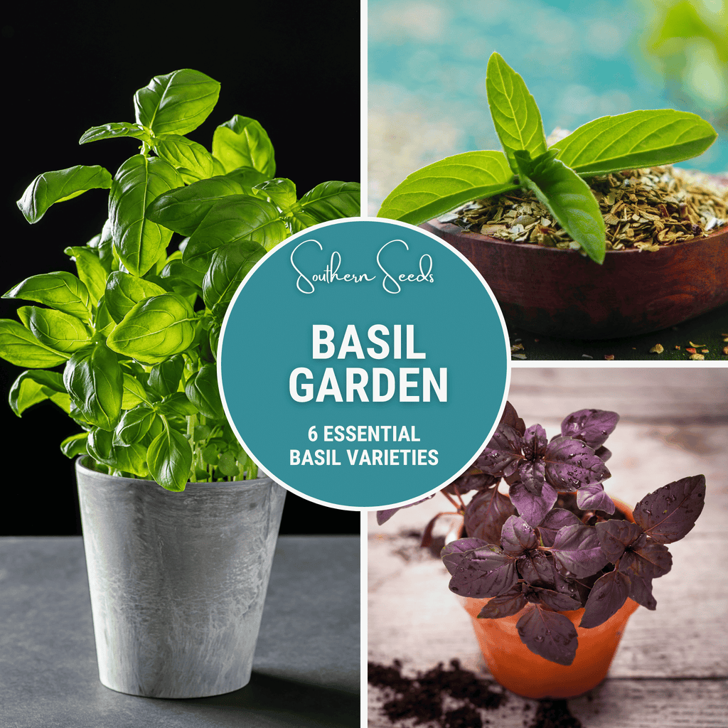 Basil seed garden 6 essential basil varieties badge with green basil plants in pots