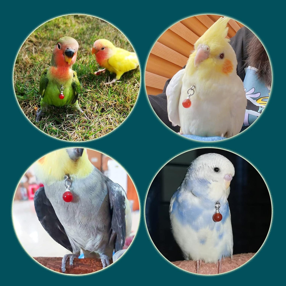 Bird collar with red pendant shown on four parrots