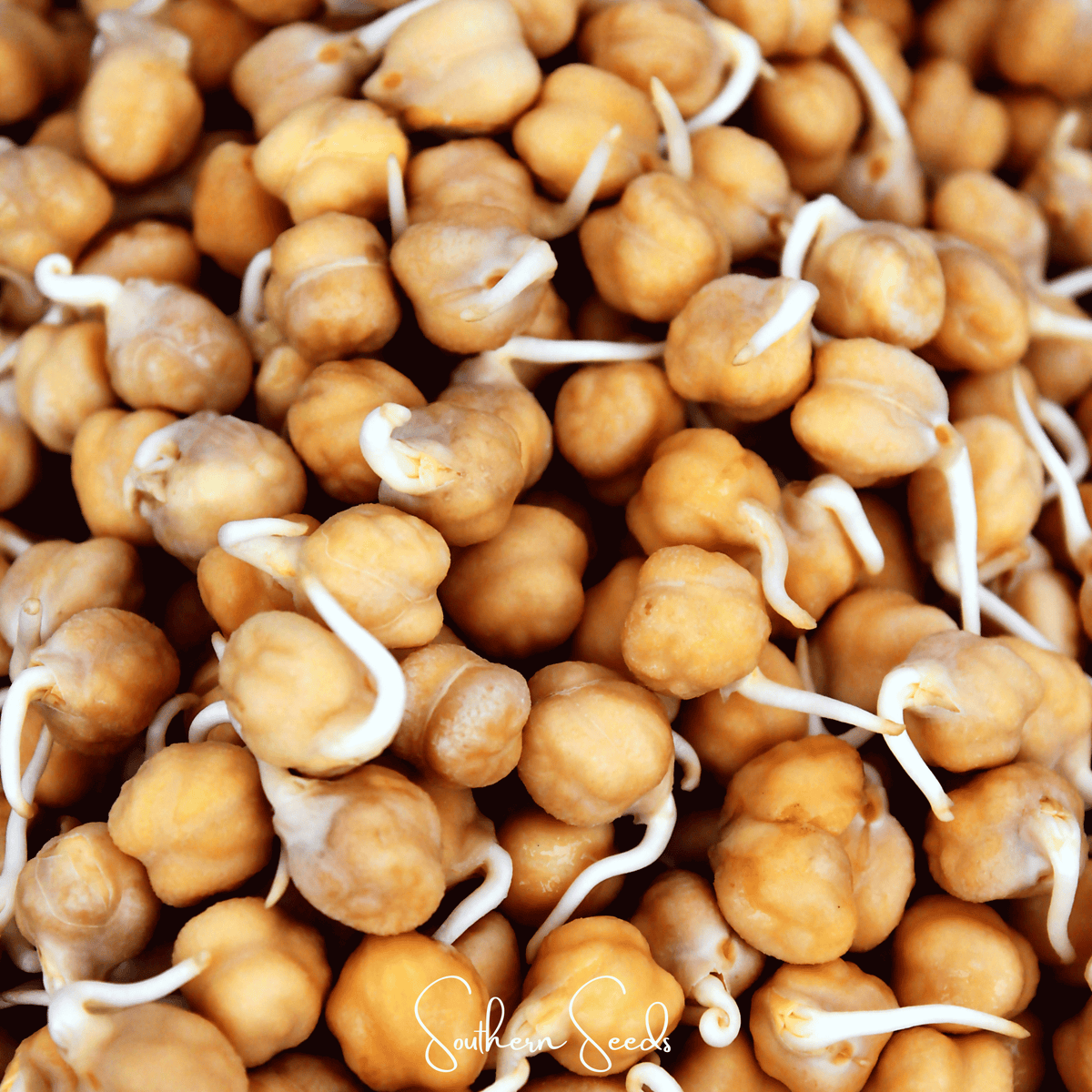 Sprouting chickpea seeds with white sprouts in close-up