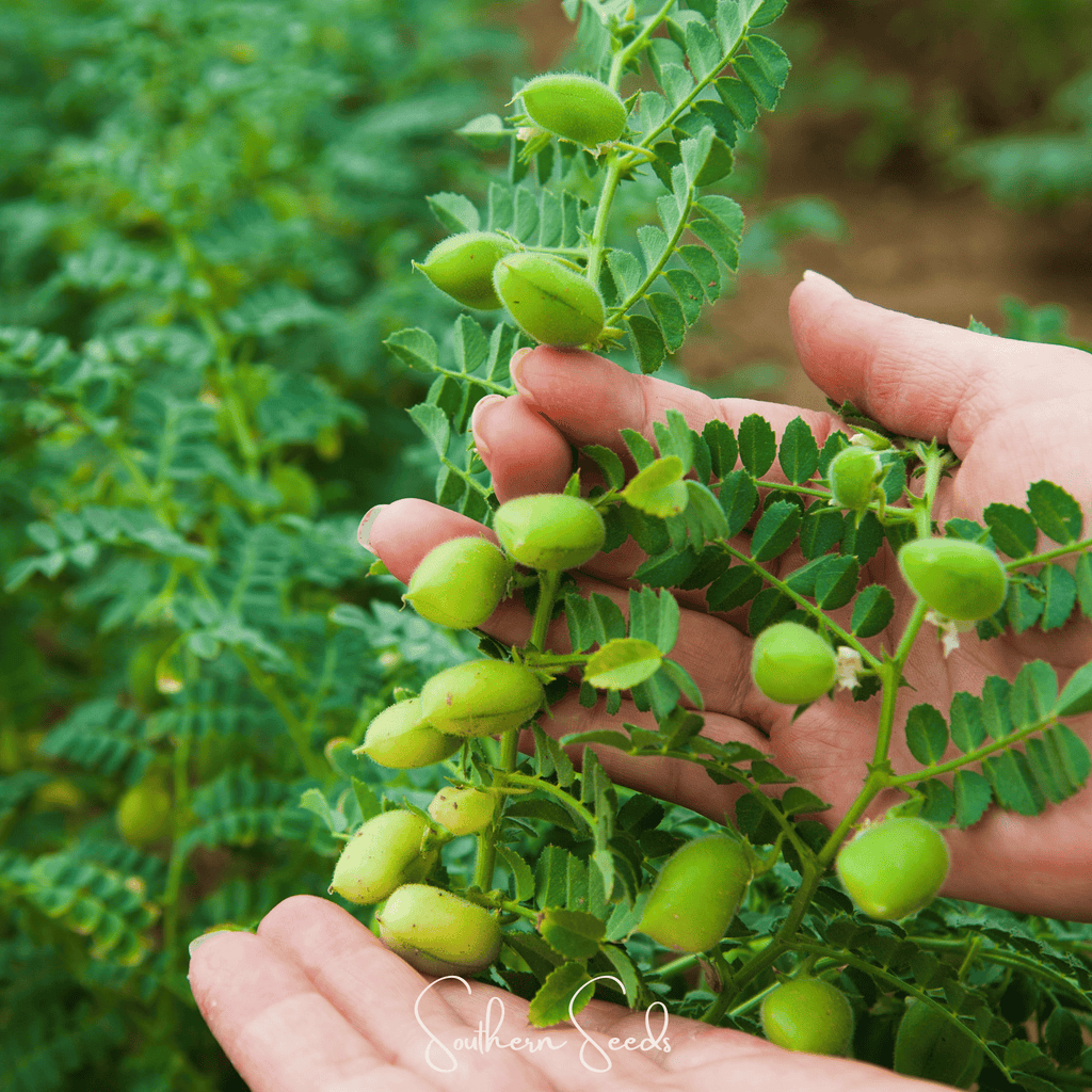 Chickpea plant with green pods held in a person’s hand