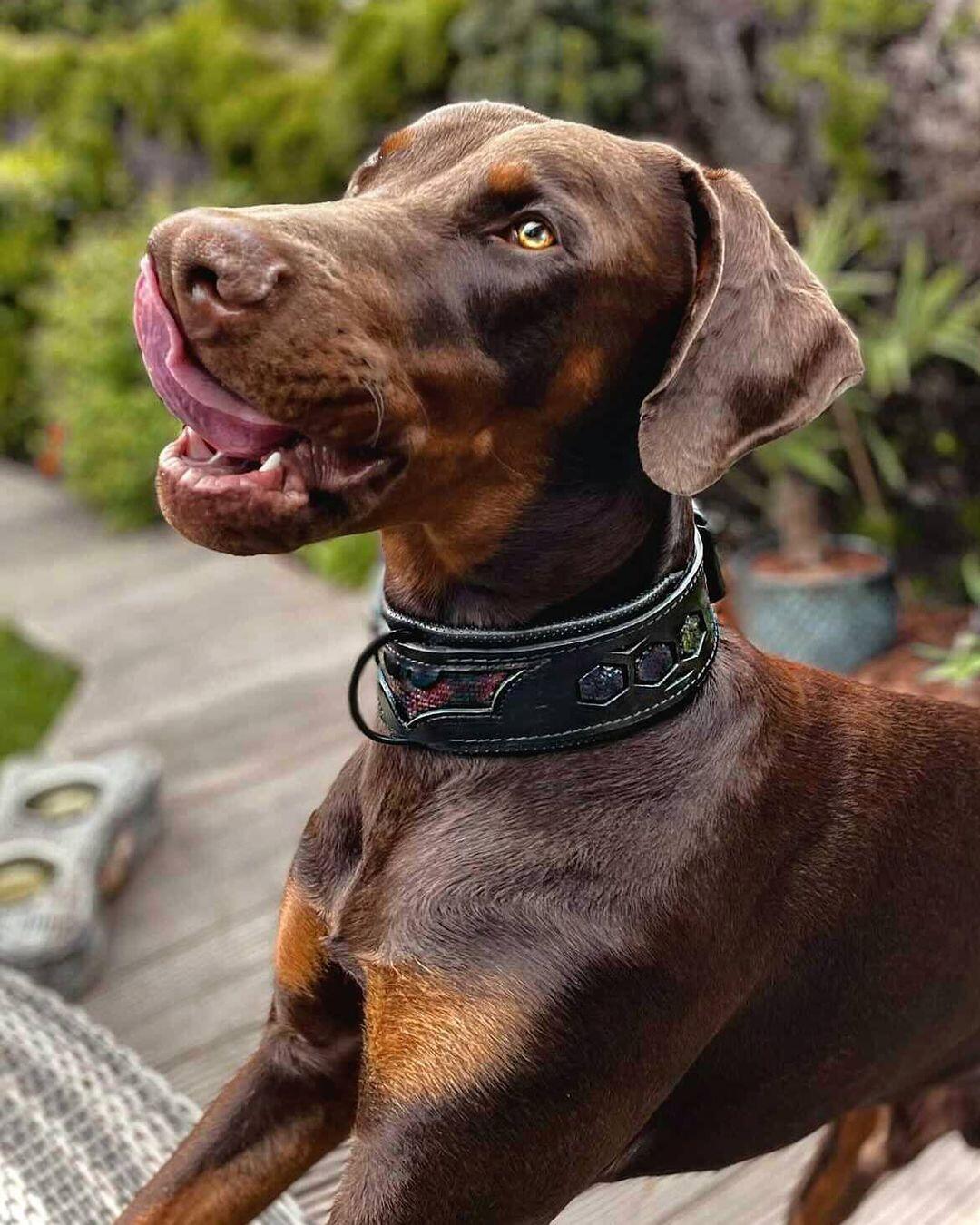 Batman-themed dog collar on brown dog, dark navy leather with embossed bat emblem