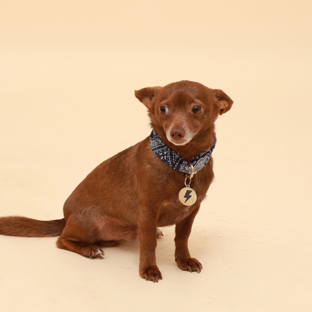 Blue paisley dog neckerchief, dark band with small decorative bead details