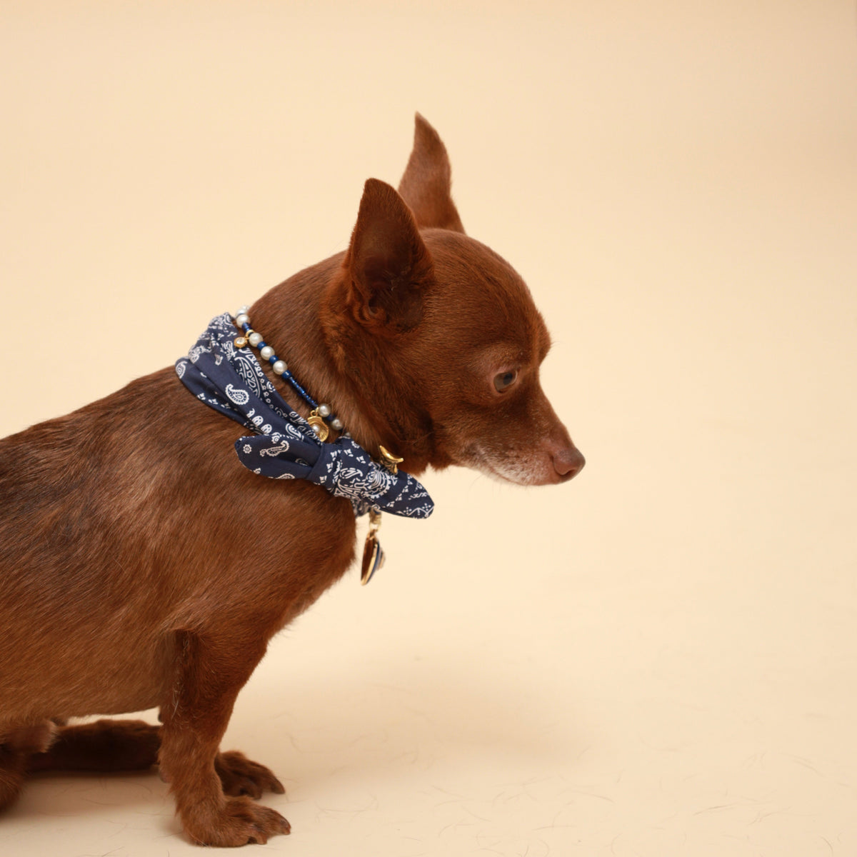 Blue paisley dog neckerchief with dark trim and bead-like accents