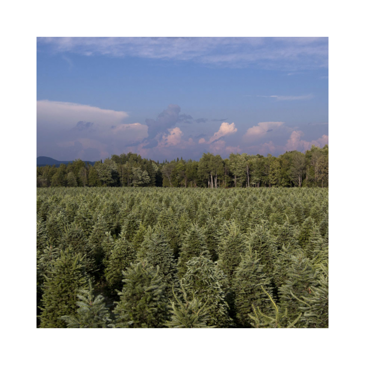 Dense green conifer foliage, suitable for wreath and garland making