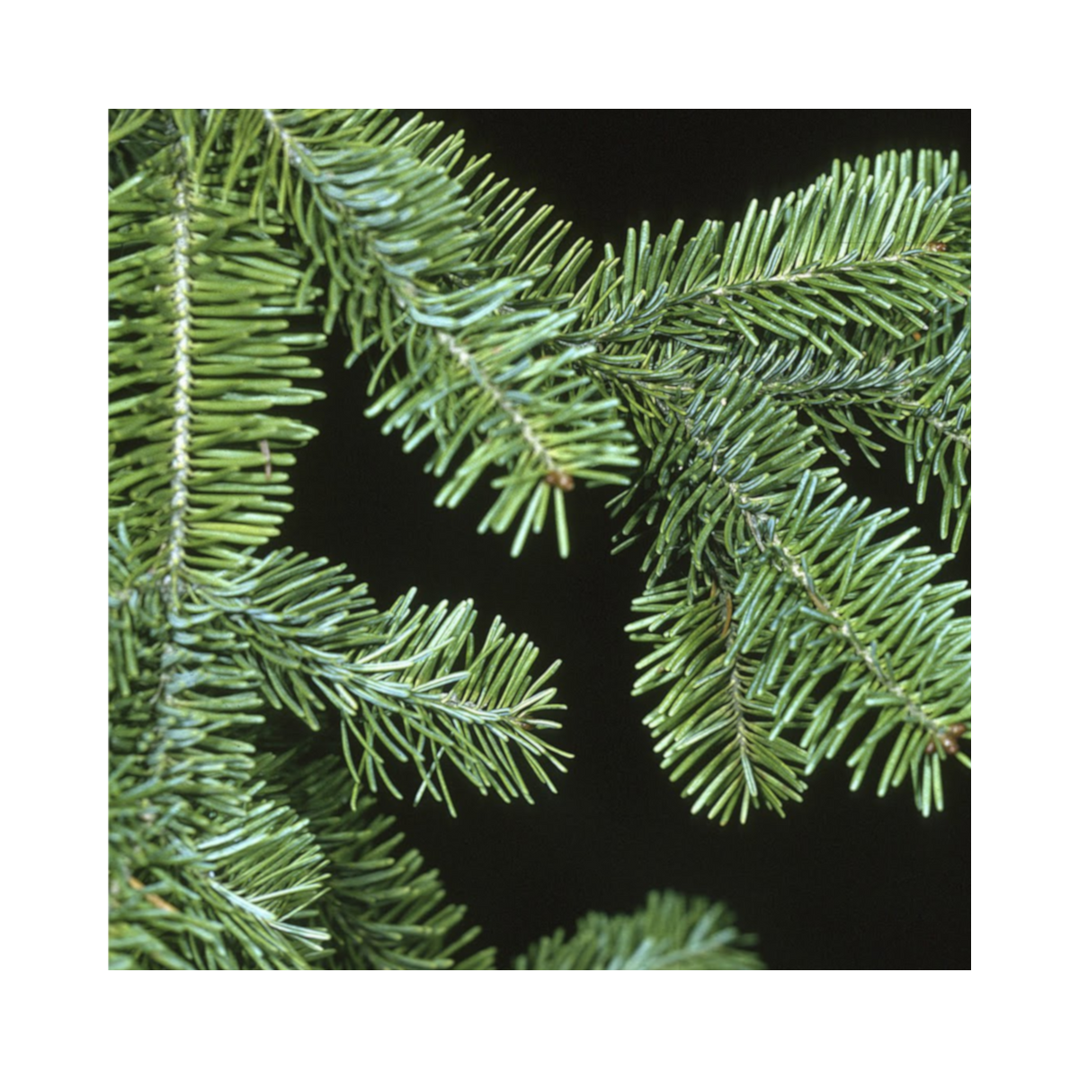 Green evergreen branch tips for wreaths and garlands bundle
