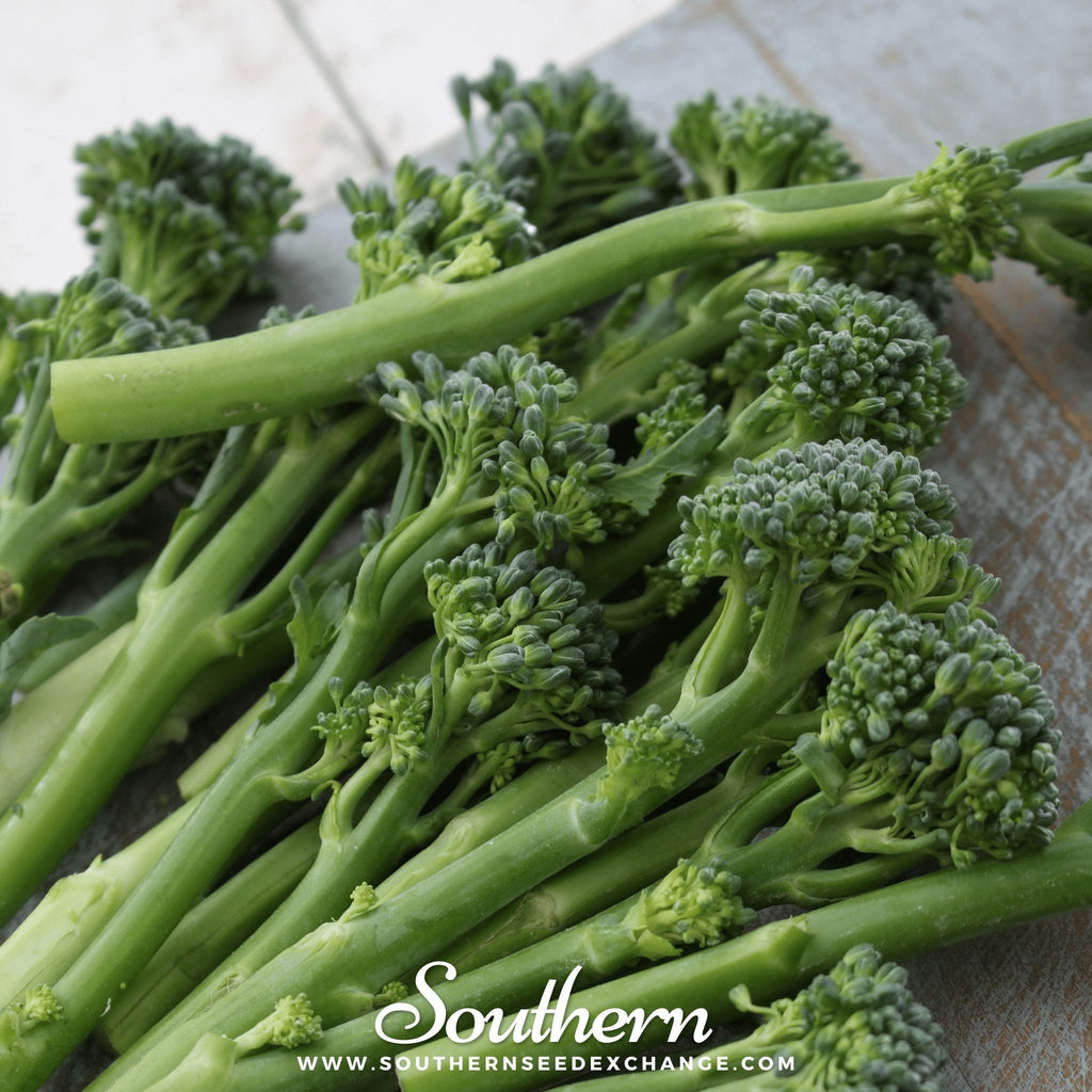 Broccoli stems with many green florets, fresh harvest