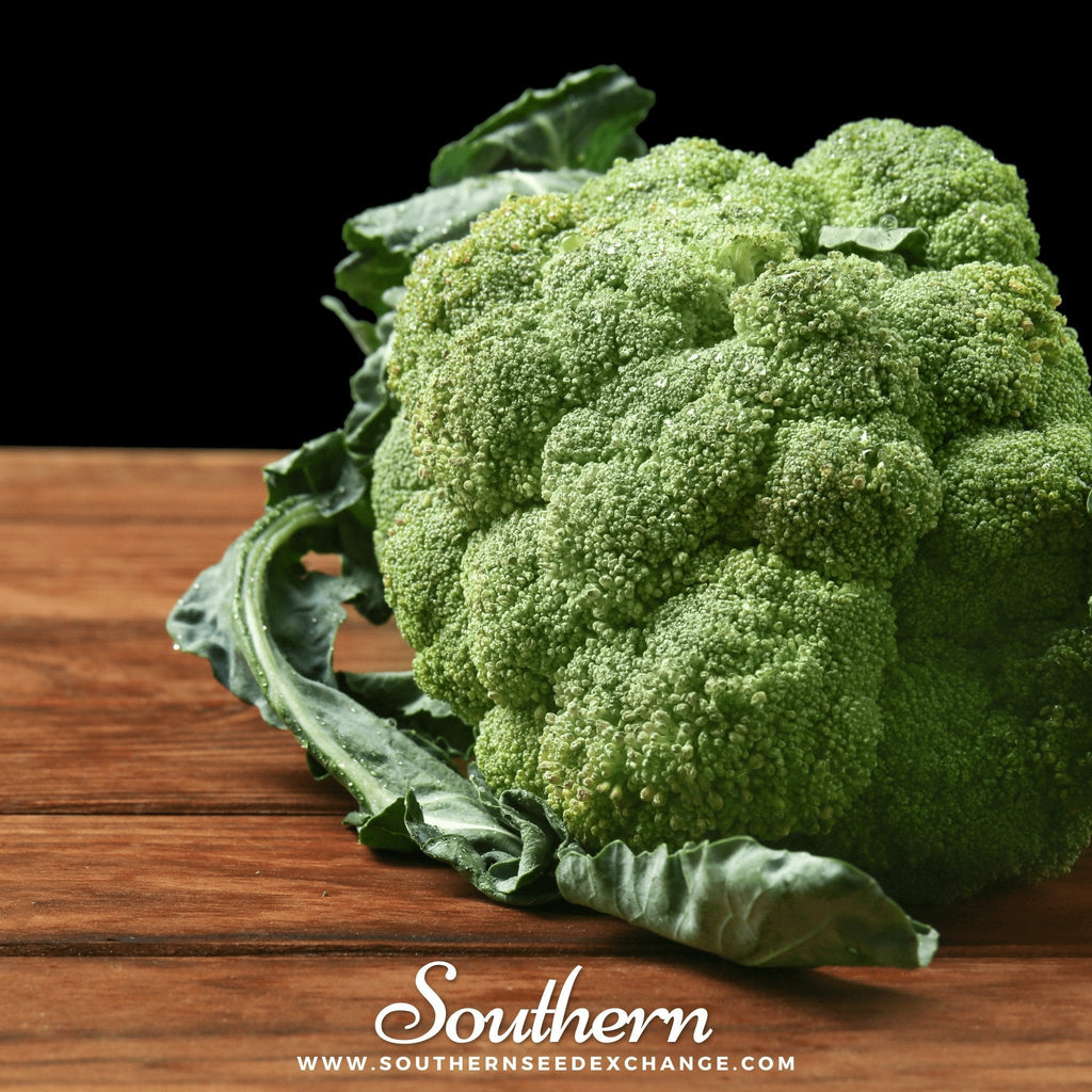 Green broccoli head with dense textured florets